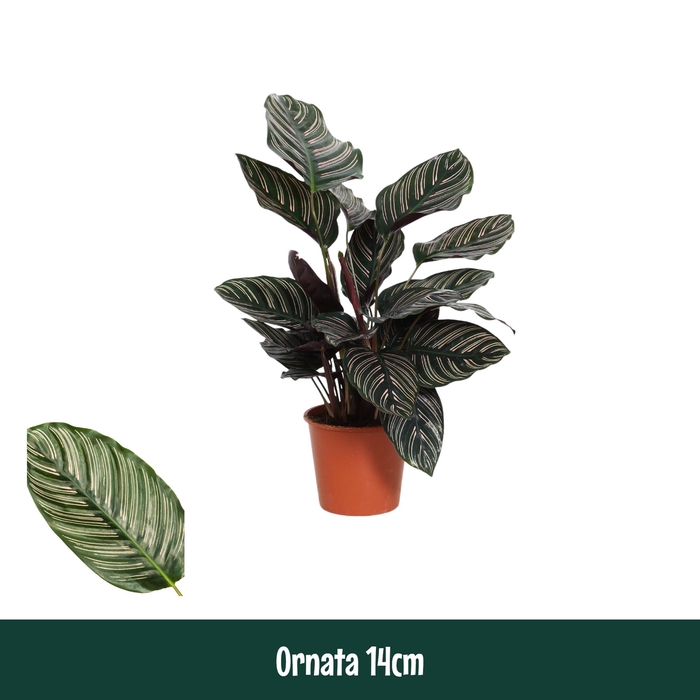 <h4>Calathea 14cm Ornata - Living</h4>