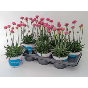 Armeria Dreameria T14