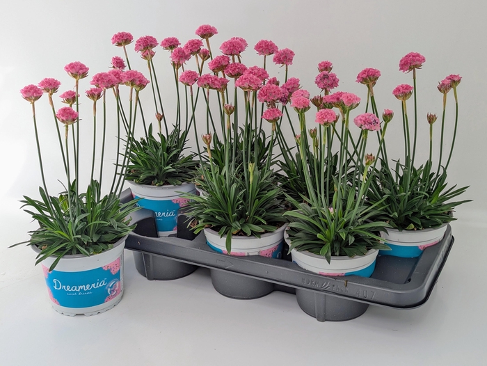 <h4>Armeria Dreameria T14</h4>