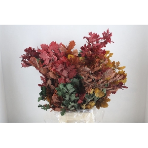 Pres Mini Oak Autumn P Bunch