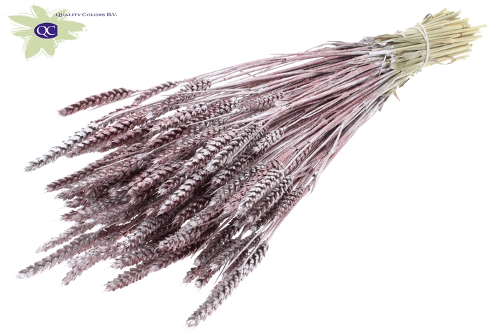 Triticum per bunch Champagne + Glitter