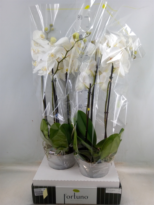 <h4>Phalaenopsis   ...white</h4>