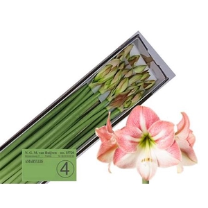 Hipp Ga Apple Blossom