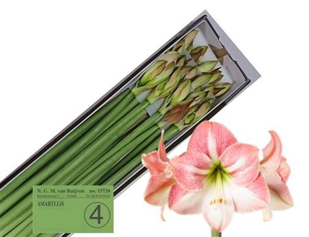 <h4>Hipp Ga Apple Blossom</h4>
