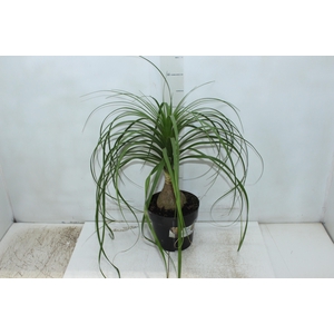 BEAUCARNEA P17