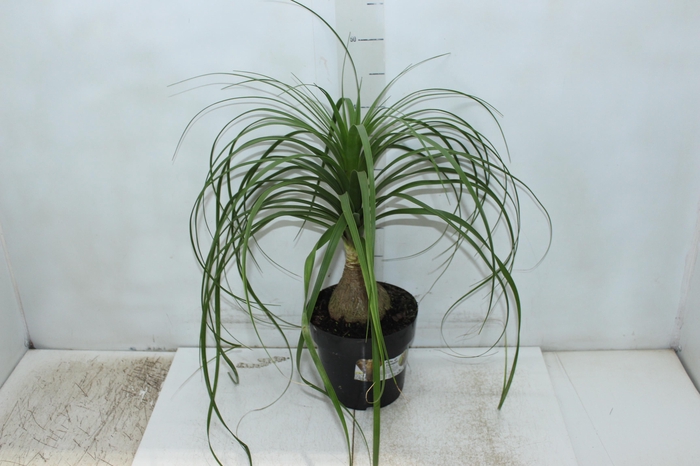<h4>BEAUCARNEA P17</h4>
