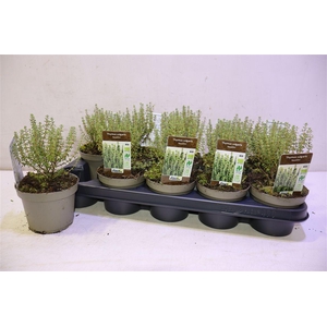 Thym Vulgaris