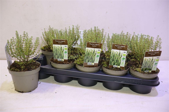 <h4>Thym Vulgaris</h4>