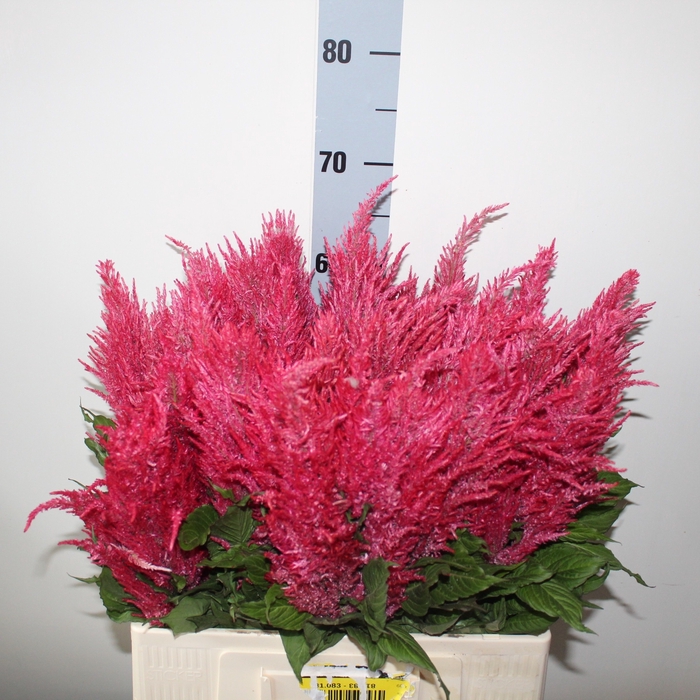 <h4>CEL P ROYAL PINK</h4>