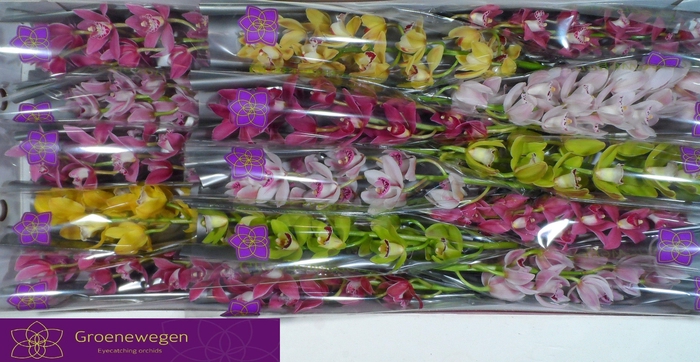 <h4>CYMB MI GEM</h4>