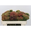Kaaps Groen Red Brunia