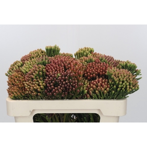 Kaaps Groen Red Brunia