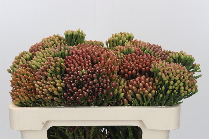 <h4>Kaaps Groen Red Brunia</h4>