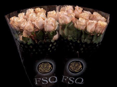 <h4>R Gr Glow Girl</h4>