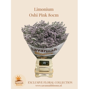Limonium Safora Oshi Pink
