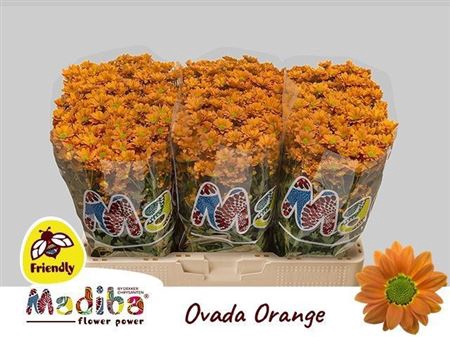 <h4>Chr S Madiba Ovada Orange</h4>