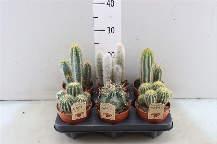 <h4>Cactus Gemengd</h4>