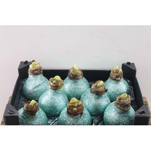 HIPPEASTRUM WAX GLITTER GREEN