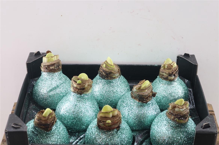 <h4>HIPPEASTRUM WAX GLITTER GREEN</h4>