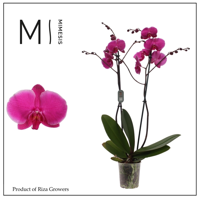 <h4>Phalaenopsis Johannesburg 2 spike – 12cm | Mimesis</h4>