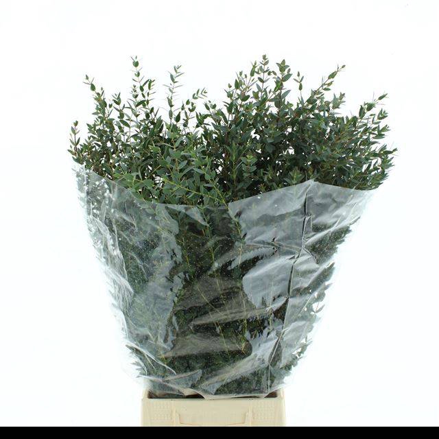 <h4>EUC PARVIFOLIA P BS</h4>