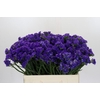Limonium Navy Sun Birds