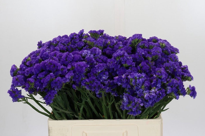 <h4>Limonium Navy Sun Birds</h4>