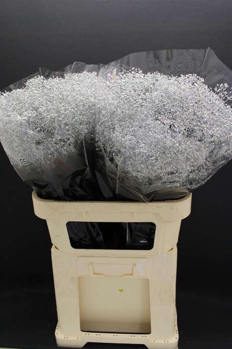 <h4>Gyps Fijn Zilver</h4>