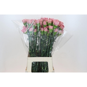 Dianthus St Lege Pink