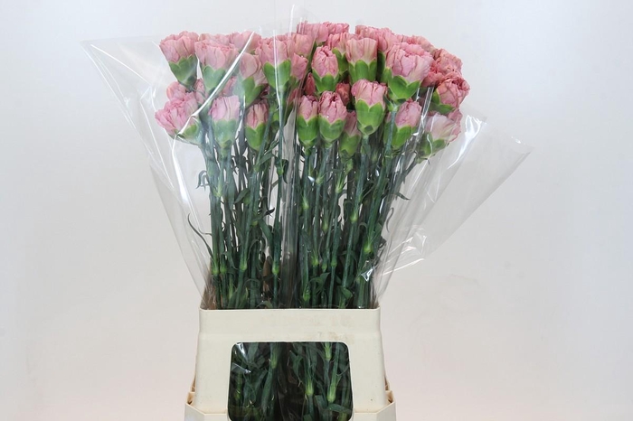 <h4>Dianthus St Lege Pink</h4>