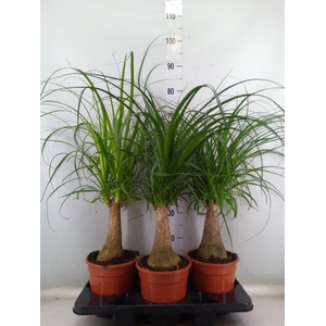 Beaucarnea recurvata