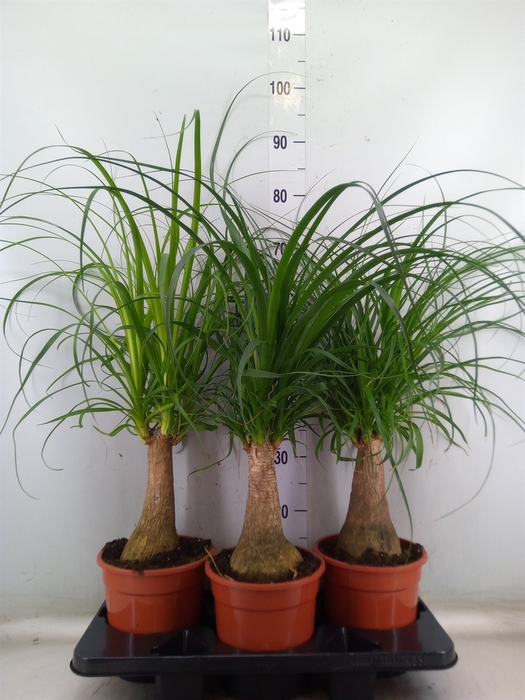 <h4>Beaucarnea recurvata</h4>