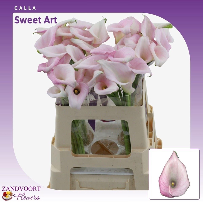 <h4>Calla Sweet Art</h4>