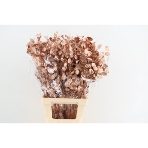 DF Lunaria Bs Copper