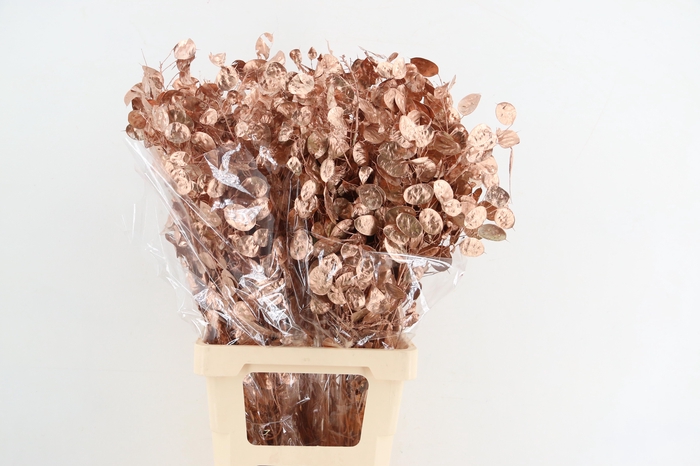 <h4>DF Lunaria Bs Copper</h4>