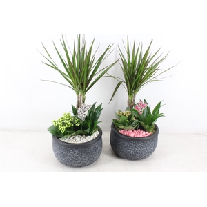 arr2 PL - Ker. barok dracena - roze/wit