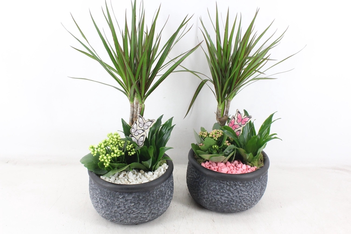 <h4>arr2 PL - Ker. barok dracena - roze/wit</h4>