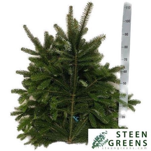 Abies Nordman 5 Kilo Extra