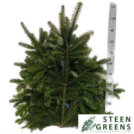 <h4>Abies Nordman 5 Kilo Extra</h4>