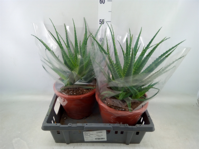 <h4>Aloe arborescens</h4>