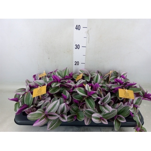 Tradescantia cerinth. 'Nanouk'