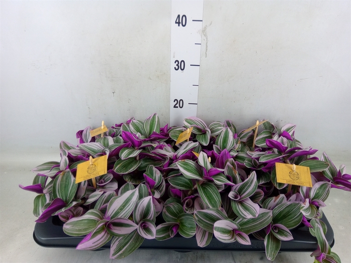 <h4>Tradescantia cerinth. 'Nanouk'</h4>
