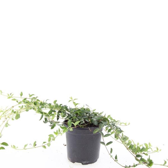 <h4>Vinca minor</h4>