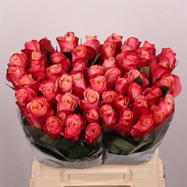 <h4>R GR HELENE</h4>