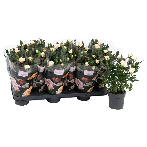 <h4>Nolina Roses Ø 10.5 cm White st. 1-2</h4>