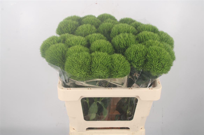 <h4>Di Barb Kiwi Me Cool Extra**</h4>