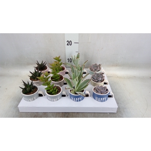 Succulents   ...