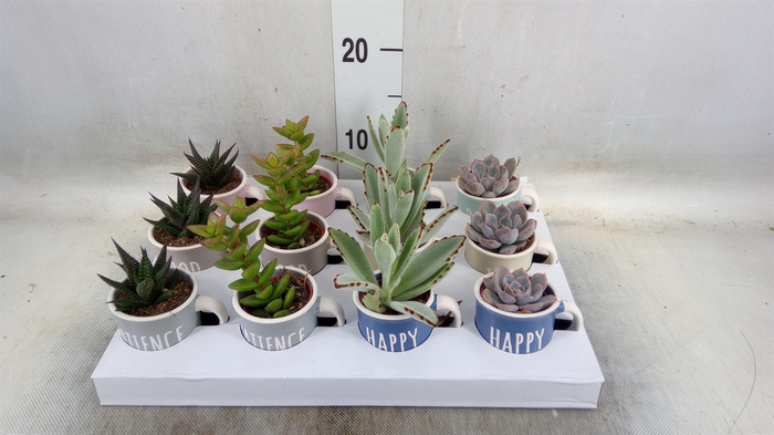 <h4>Succulents   ...</h4>