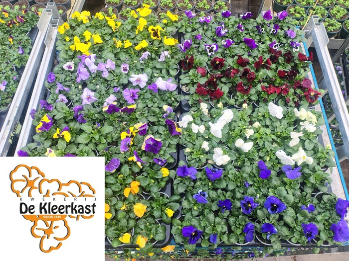 <h4>VIO F1 HYBR MIXK</h4>