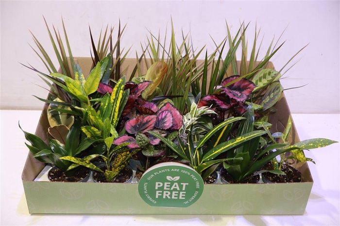 <h4>arr8 Kamerpl Gem Ov</h4>